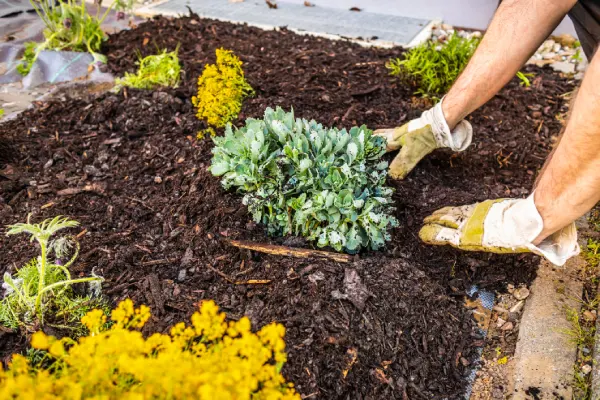 Quality Mulching in Van Nuys, CA