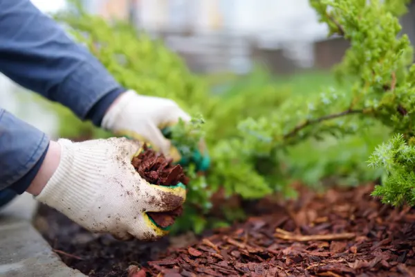 What Does Mulch Do in Van Nuys, CA