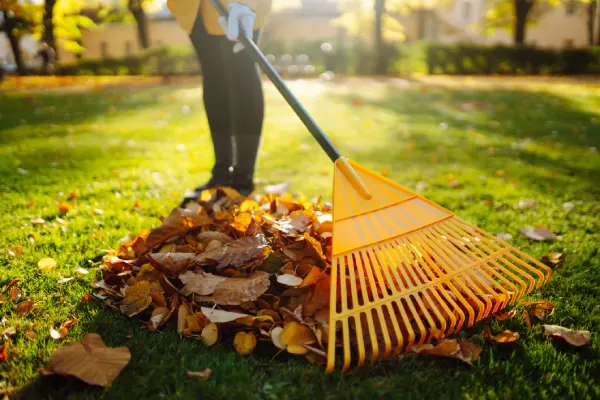 Yard Cleanup in Van Nuys, CA